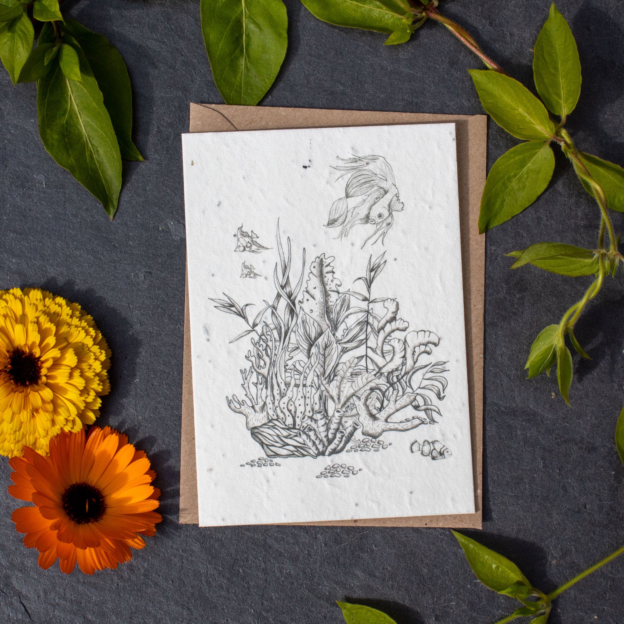 Plantable Greetings Card - Betta Fish | Greetings Card - The Naughty Shrew
