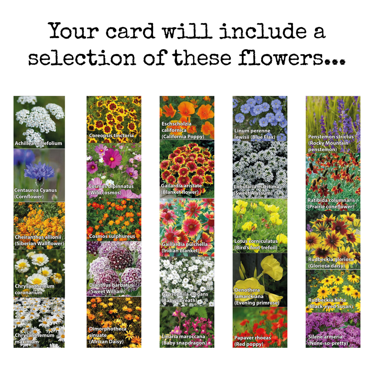 Plantable Greetings Card - Flower Collage