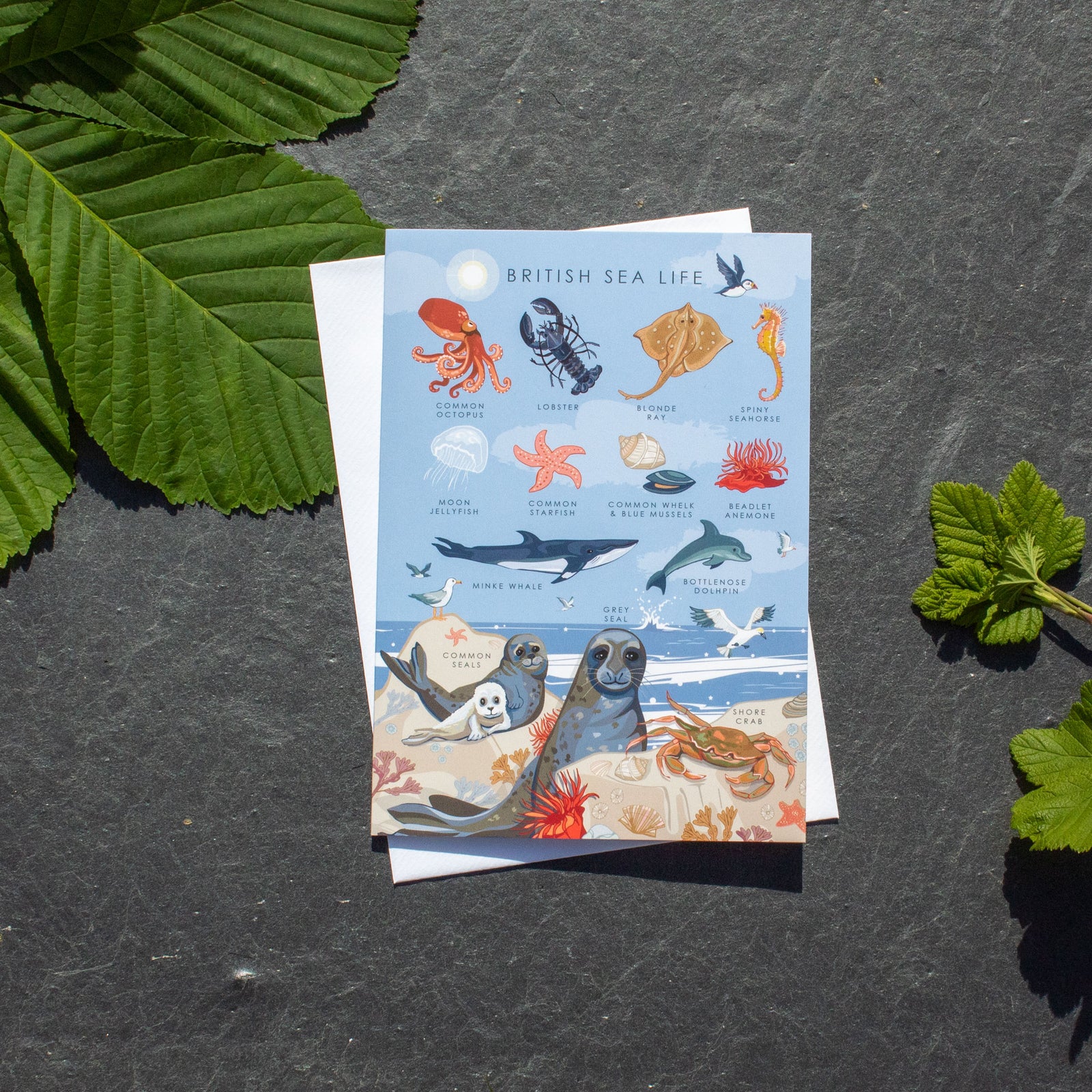 Greetings Card - British Sea Life | Greetings Card - The Naughty Shrew