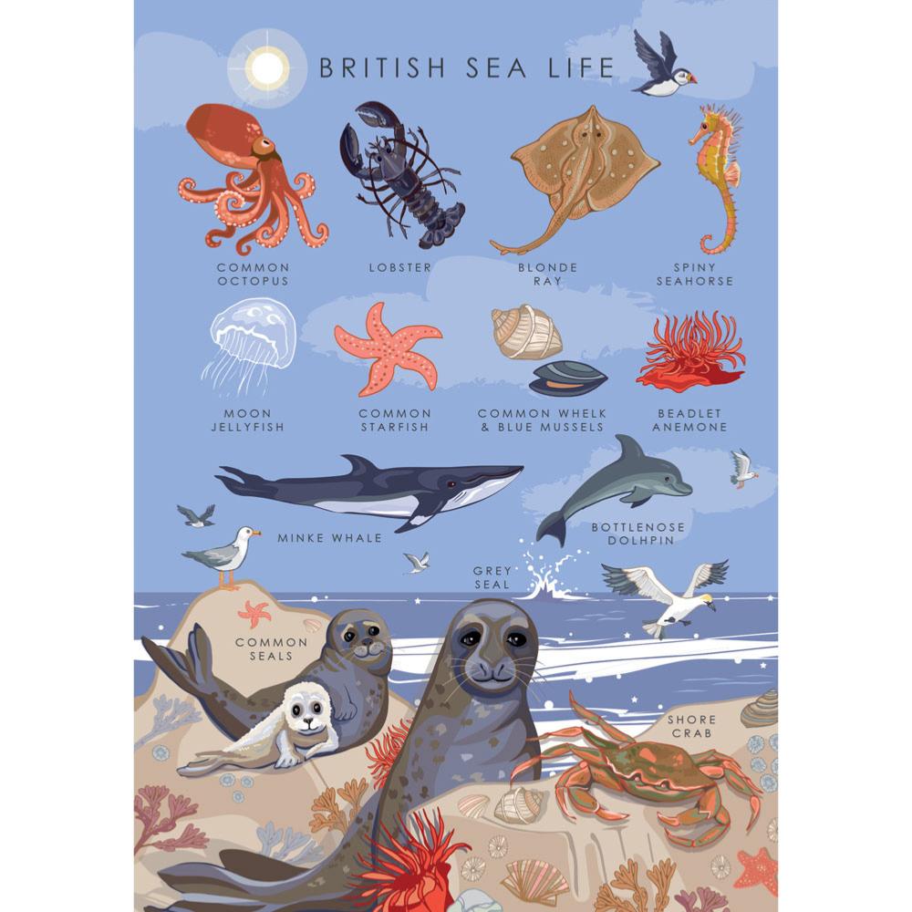 Greetings Card - British Sea Life | Greetings Card - The Naughty Shrew